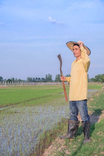アジアの農家の男性は、緑の稲作農場で立っている黄色いシャツを着て道具を持っています。