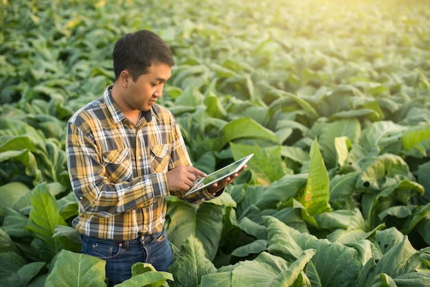 Asian farmer researching plant in tobacco farm