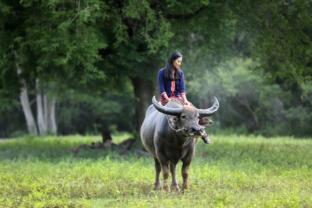 フィールドで水牛に座っているアジアの農夫