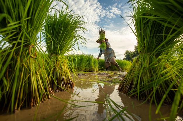 Asian farmer transplant rice seedlings in rice field, Farmer planting rice in the rainy season.