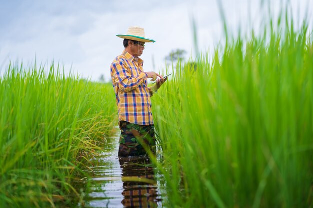 Coltivatore asiatico che utilizza compressa digitale in un giacimento verde del riso, concetto astuto di agricoltura di tecnologia