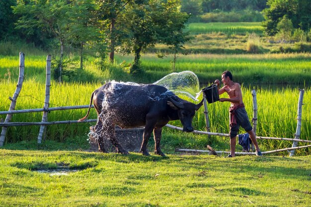 Asian farmer with buffalo in rice field asian man loves and bathes his buffalo in thailand