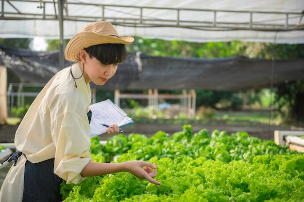 Asian farmer woman working at salad farmfemale asia growing\
vegetables for a wholesale business in the fresh market