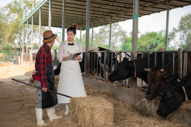 Asian farmer Work in a rural dairy farm outside the cityYoung people with cow