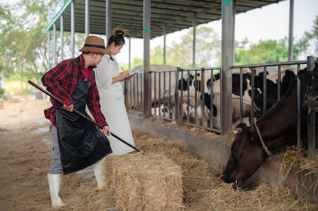 Азиатский фермер работает на сельской молочной ферме за пределами города Молодые люди с коровой