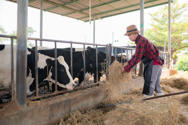 Asian farmer Work in a rural dairy farm outside the cityYoung people with cow