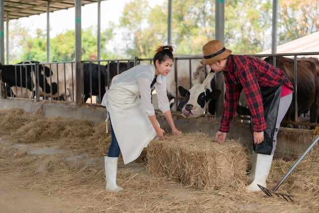 Photo asian farmer work in a rural dairy farm outside the cityyoung people with cow