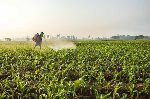 Agricoltore asiatico che lavora nel campo e spruzza prodotti chimici o fertilizzanti al giovane campo di mais verde