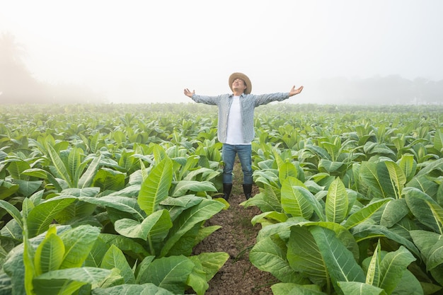 Asian farmer working in the field of tobacco tree spread arms and raising his success fist happily with feeling very good while working Happiness for agriculture business concept