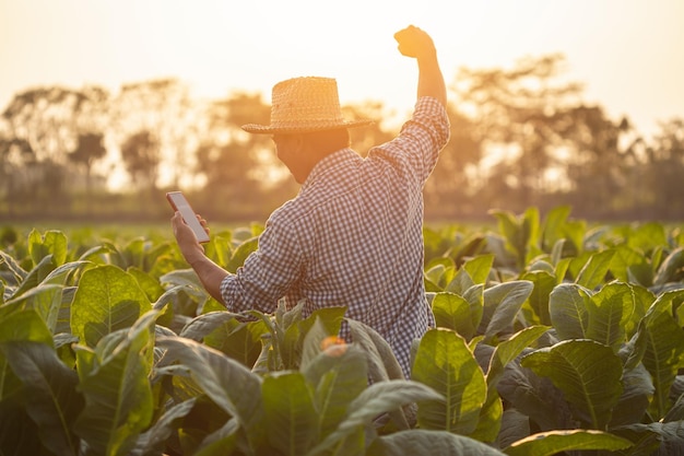 Asian farmer working in the field of tobacco tree spread arms and raising his success fist happily with feeling very good while working Happiness for agriculture business concept