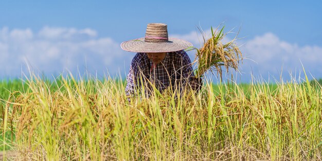 Asian farmer working in the rice field under blue sky