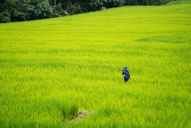 Asian farmer working in the rice field