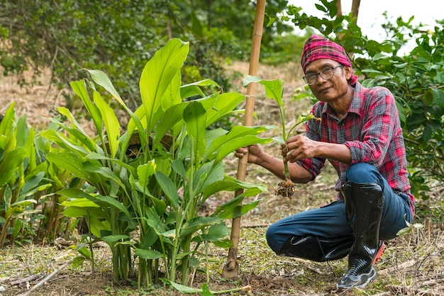 Asian farmers digging trees