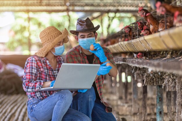 Asian farmers inspect and record the quality data of the chicken eggs using a laptop in eggs chicken farm.