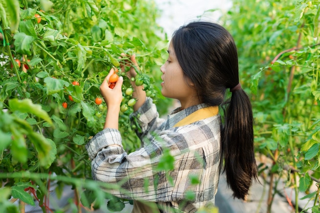 Asian female farmer portrait in cherry tomato garden