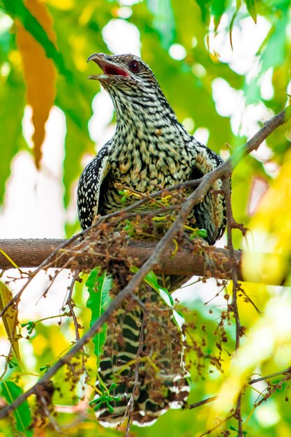 Asian female koel