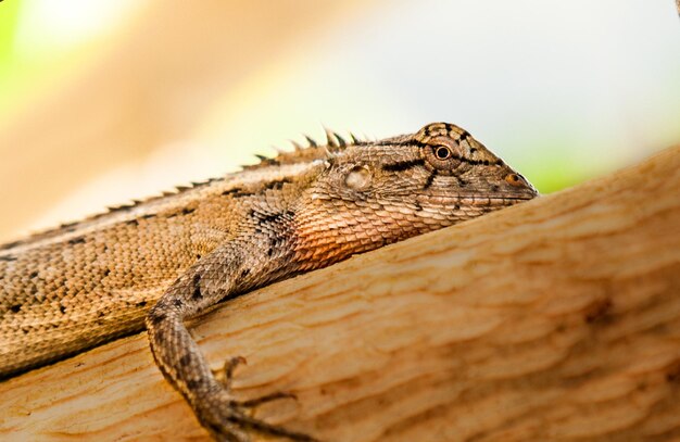 Photo asian garden lizard