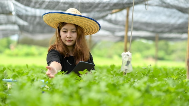 Asian girl with tablet in hand inspecting organic vegetable plot in greenhouse,Smart farming.