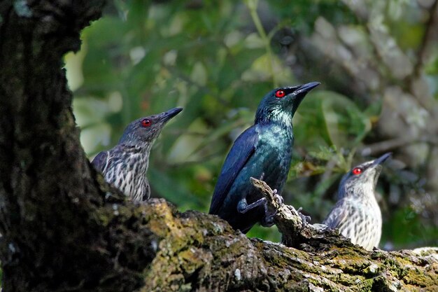 Photo asian glossy starling