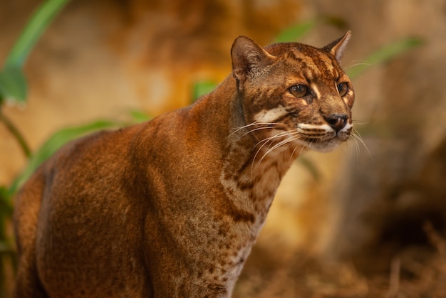 動物園のアジアの金色の猫、タイ;ネコ科のカトプマ・テンミッキーイ（Catopuma temminckii）科