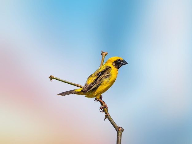 Asian Golden Weaver Birds