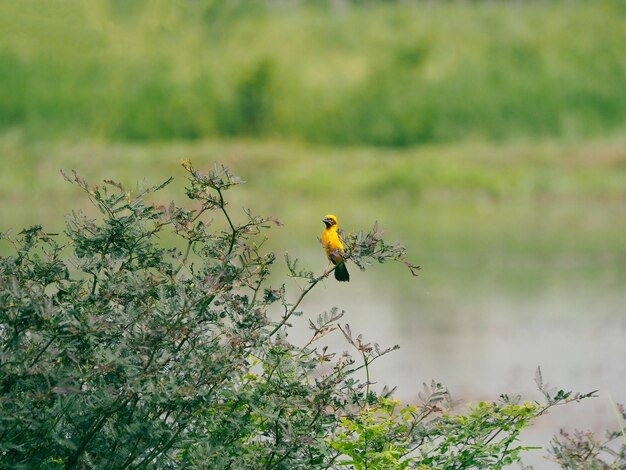 Asian Golden Weaver Birds