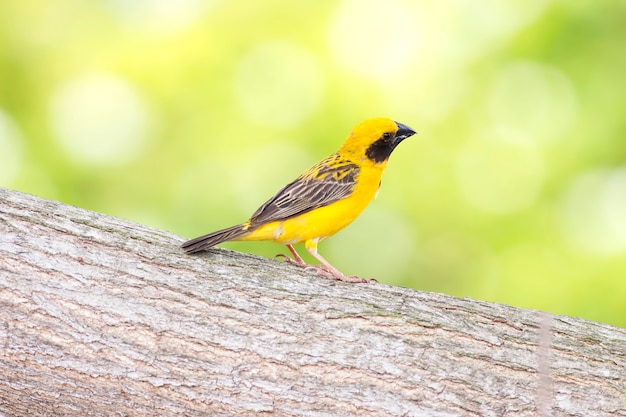 Asian Golden Weaver on breeding,Male