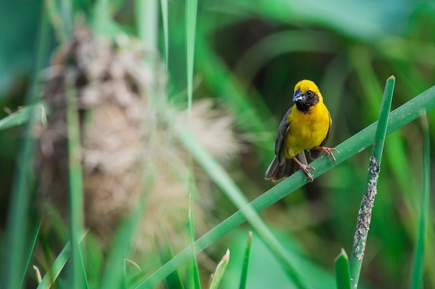 Asian Golden Weaver (Male)