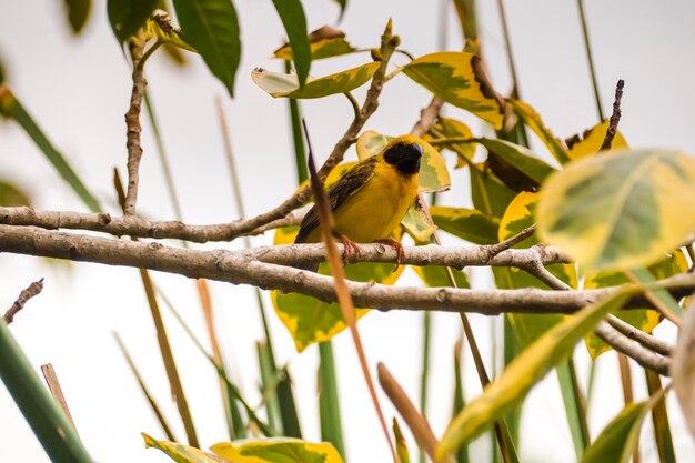 Asian golden weaver perching on grass stem in paddy field
ploceus hypoxanthus bird in tropical forest