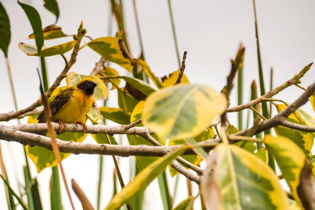 Asian golden weaver perching on grass stem in paddy field\
ploceus hypoxanthus bird in tropical forest