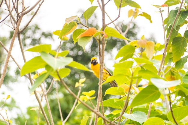 Азиатский золотой ткач сидит на стебле травы в рисовом поле Ploceus hypoxanthus птица в тропическом лесу