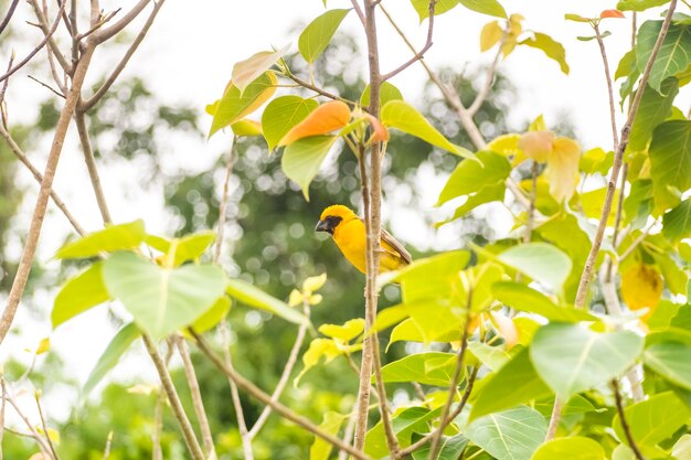 Asian golden weaver perching on grass stem in paddy field\
ploceus hypoxanthus bird in tropical forest