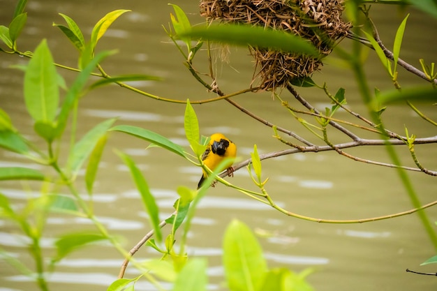 Asian Golden Weaver perching on grass stem in paddy field Ploceus hypoxanthus bird in tropical forest