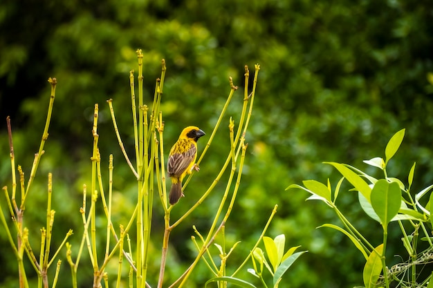 Asian Golden Weaver perching on grass stem