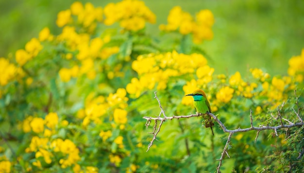 Asian green bee eater bird perch beautiful yellow wildflower blossoms in the background