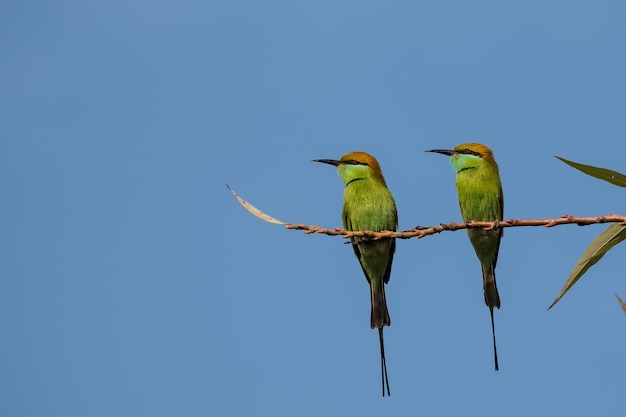 아시아 녹색 BeeEater Merops orientalis 새가 나무 가지에 그친