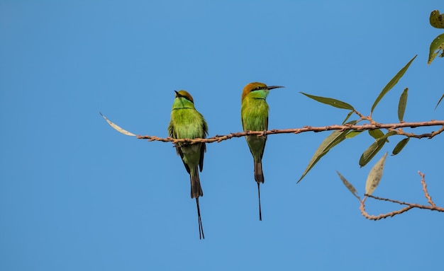 Asian Green BeeEater Merops orientalis bird perching on tree branch