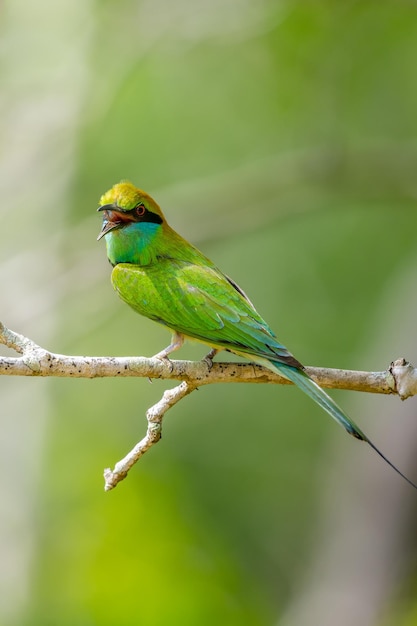 Asian green beeeater Merops Orientalis perch close up portraiture shot looking at the camera and chirping loudly birds perch against Soft natural bokeh background