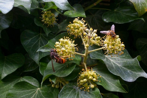 Asian hornet next to a Bee