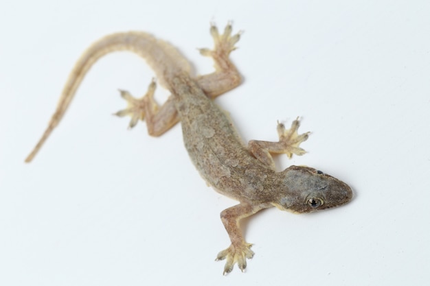 Asian House lizard or common gecko isolated