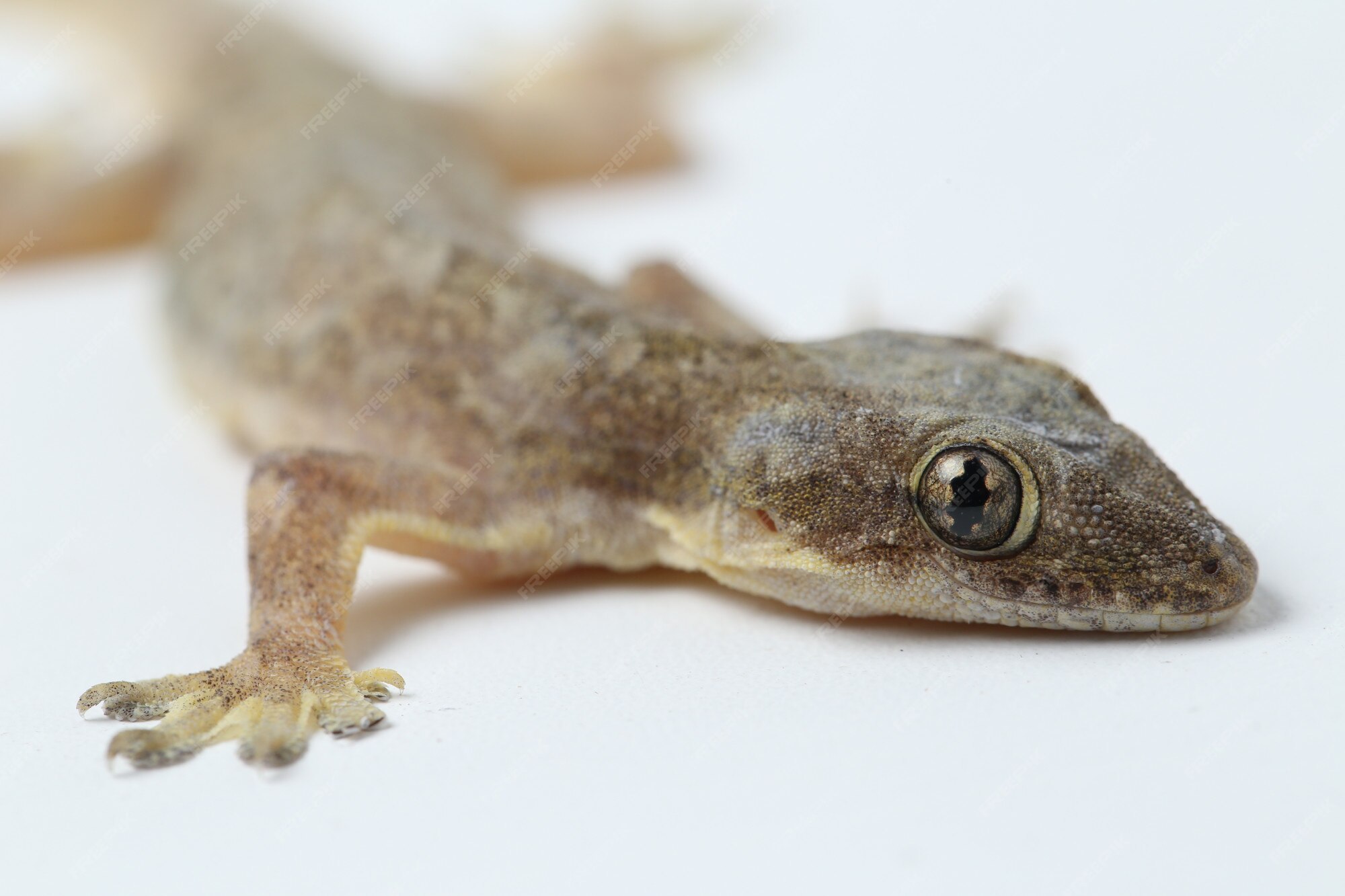 Premium Photo | Asian house lizard or common gecko isolated
