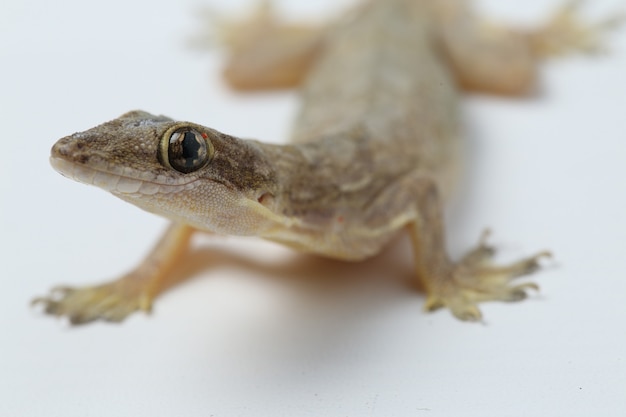 Asian House lizard or common gecko isolated