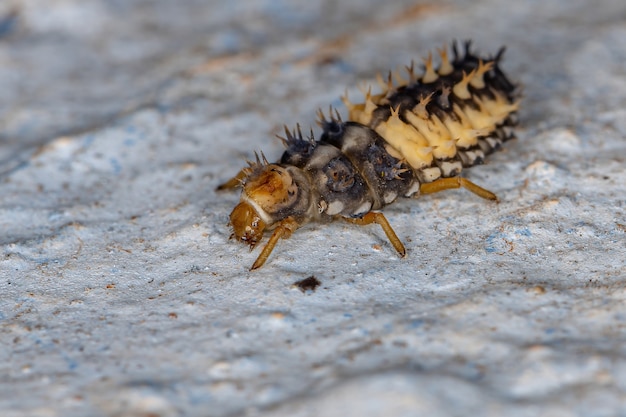 Harmonia Axyridis 종의 아시아 레이디 비틀 유충