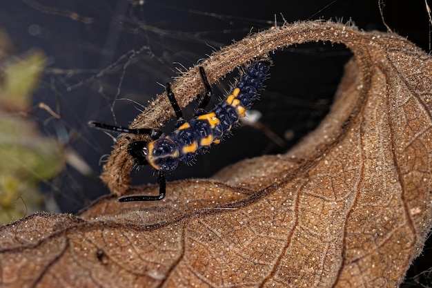 Asian Lady Beetle Larva