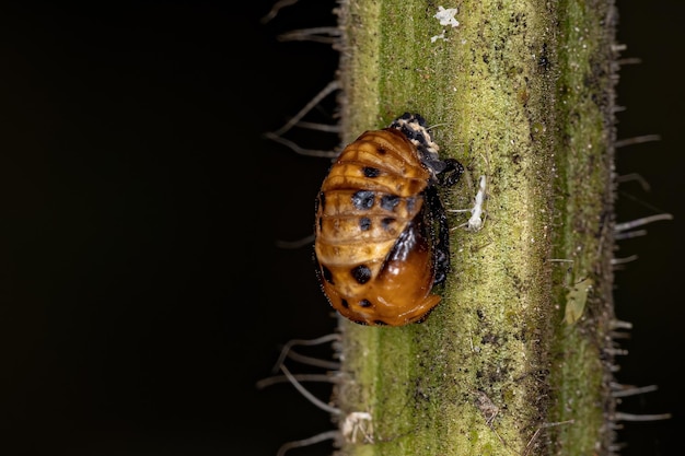 Asian Lady Beetle Pupa