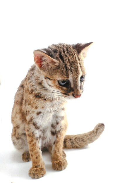 The asian leopard cat isolated on white