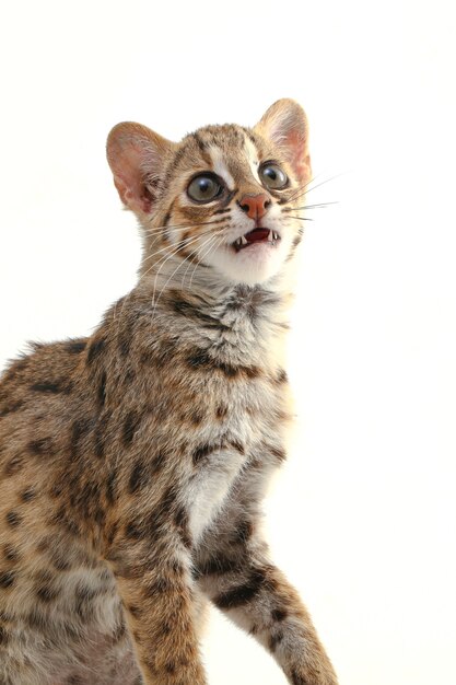 The asian leopard cat isolated on white