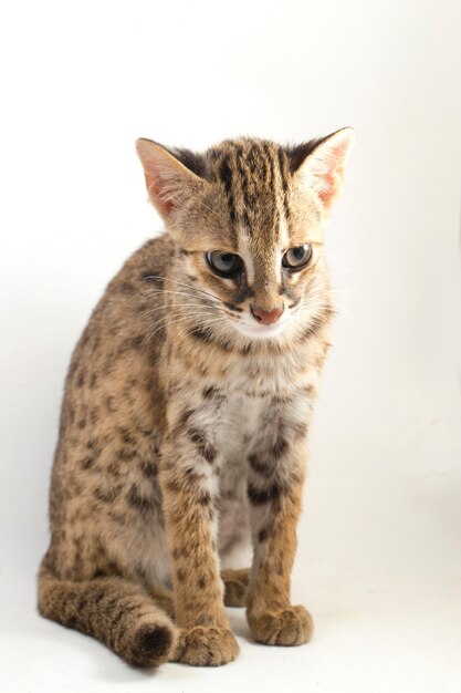 The asian leopard cat isolated on white