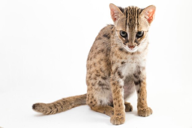 The asian leopard cat isolated on white