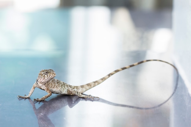 Asian lizard climbing on rocky ground, looking for something 